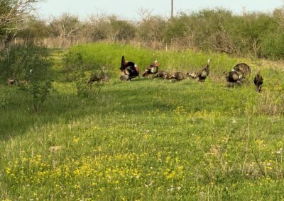 A group of wild turkeys is seen in a lush, green field with scattered yellow wildflowers. The turkeys are spread out, with some foraging and others standing upright. The background features dense, leafless trees under a clear sky.