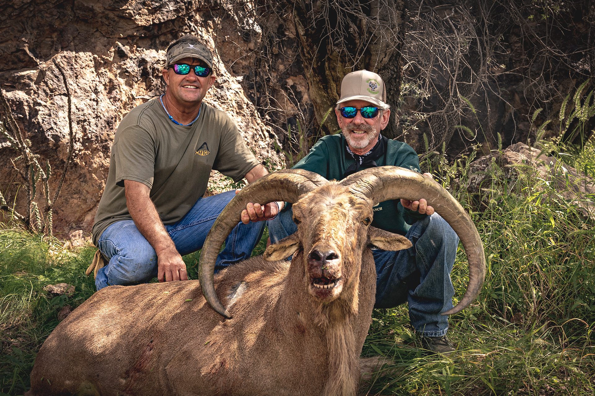 In a wooded area, a man displays a large Aoudad, showcasing his catch amidst the serene forest backdrop. In a wooded area, a man displays a large Aoudad, showcasing his catch amidst the serene forest backdrop.
