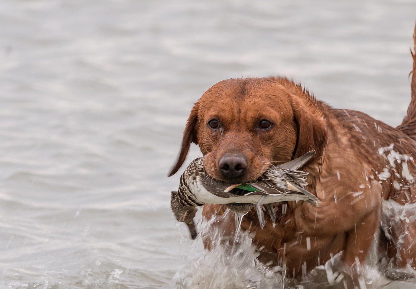 About Waterfowl Huntings A person wearing camouflage waders and holding a shotgun stands knee-deep in water, surrounded by decoy ducks. A row of ducks can be seen in the distance. The overcast sky casts a muted light over the scene, creating a serene and focused atmosphere.