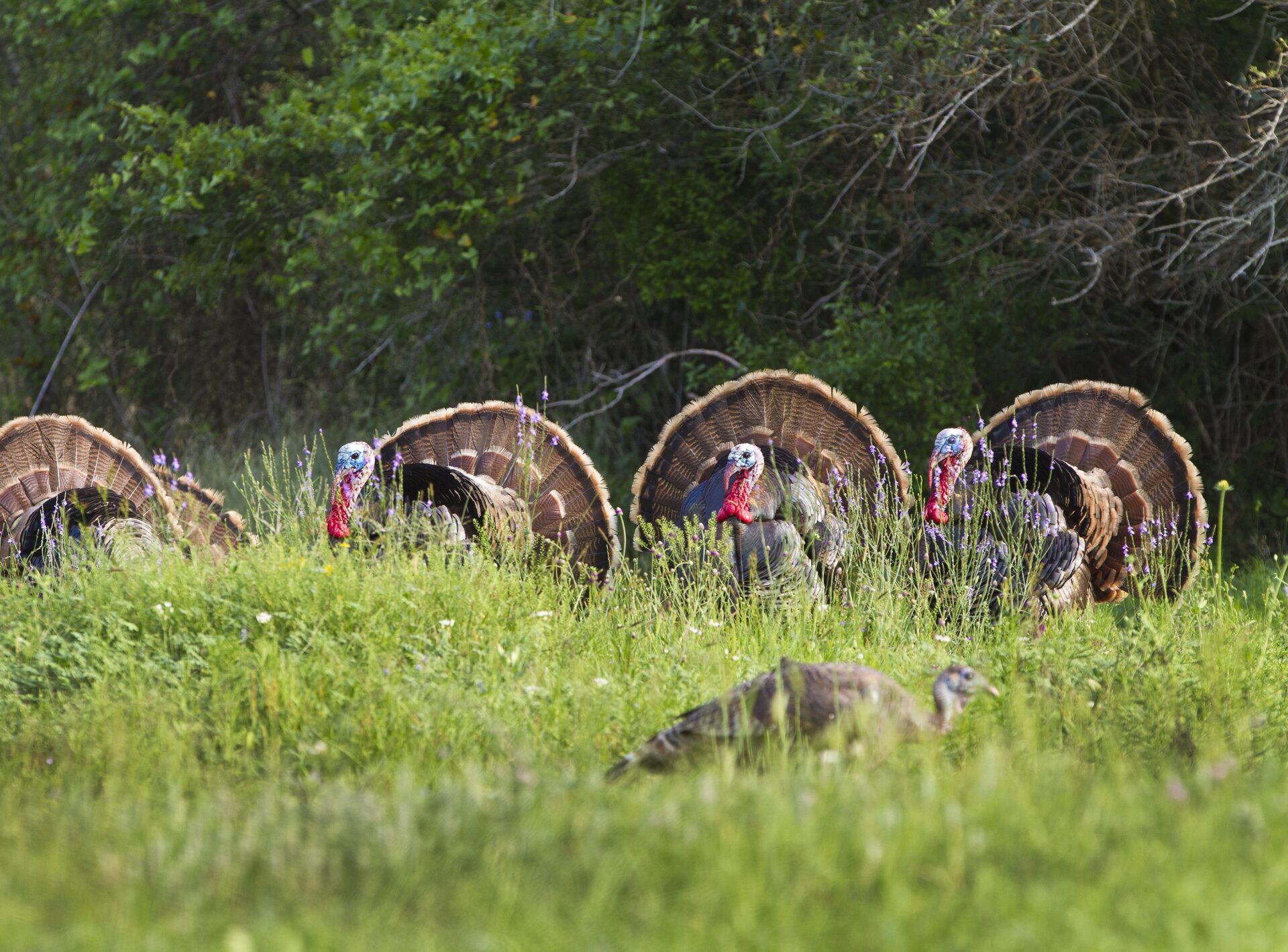 IMG_0405 A man in camouflage clothing and a cap is holding wild turkey by their tails in an outdoor setting with grass, trees, and a body of water in the background. The man appears to be sitting on a rusty yellow metal beam while smiling at the camera.