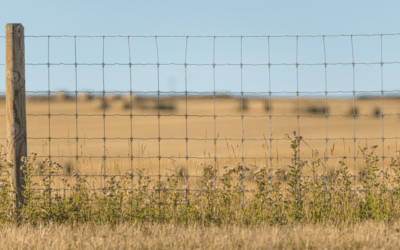 Why Choose Free-Range over High-Fence Hunting in Texas