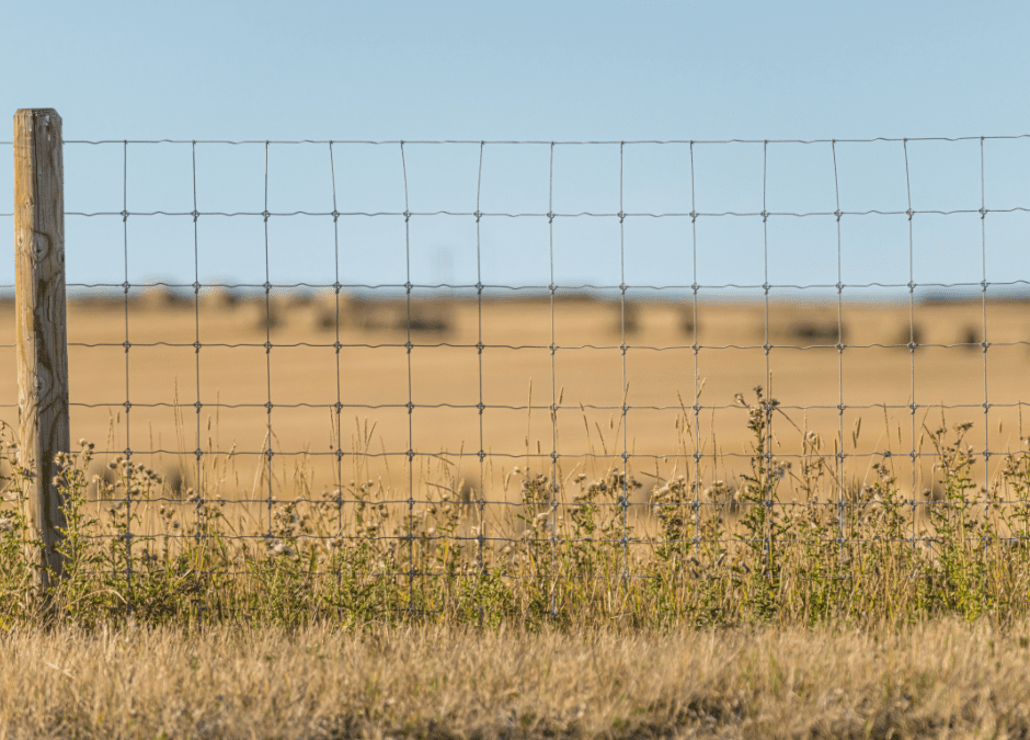 Why Choose Free-Range over High-Fence Hunting in Texas