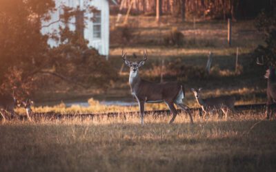 Guide to Knowing the Best Times and Places to Hunt in Texas