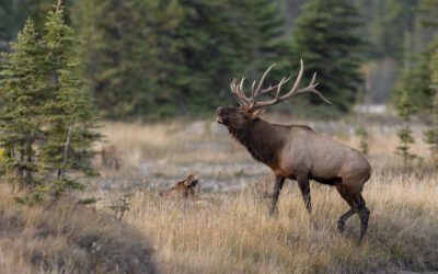 A Family Elk Hunt to Remember – Guided Hunting Trips in Texas