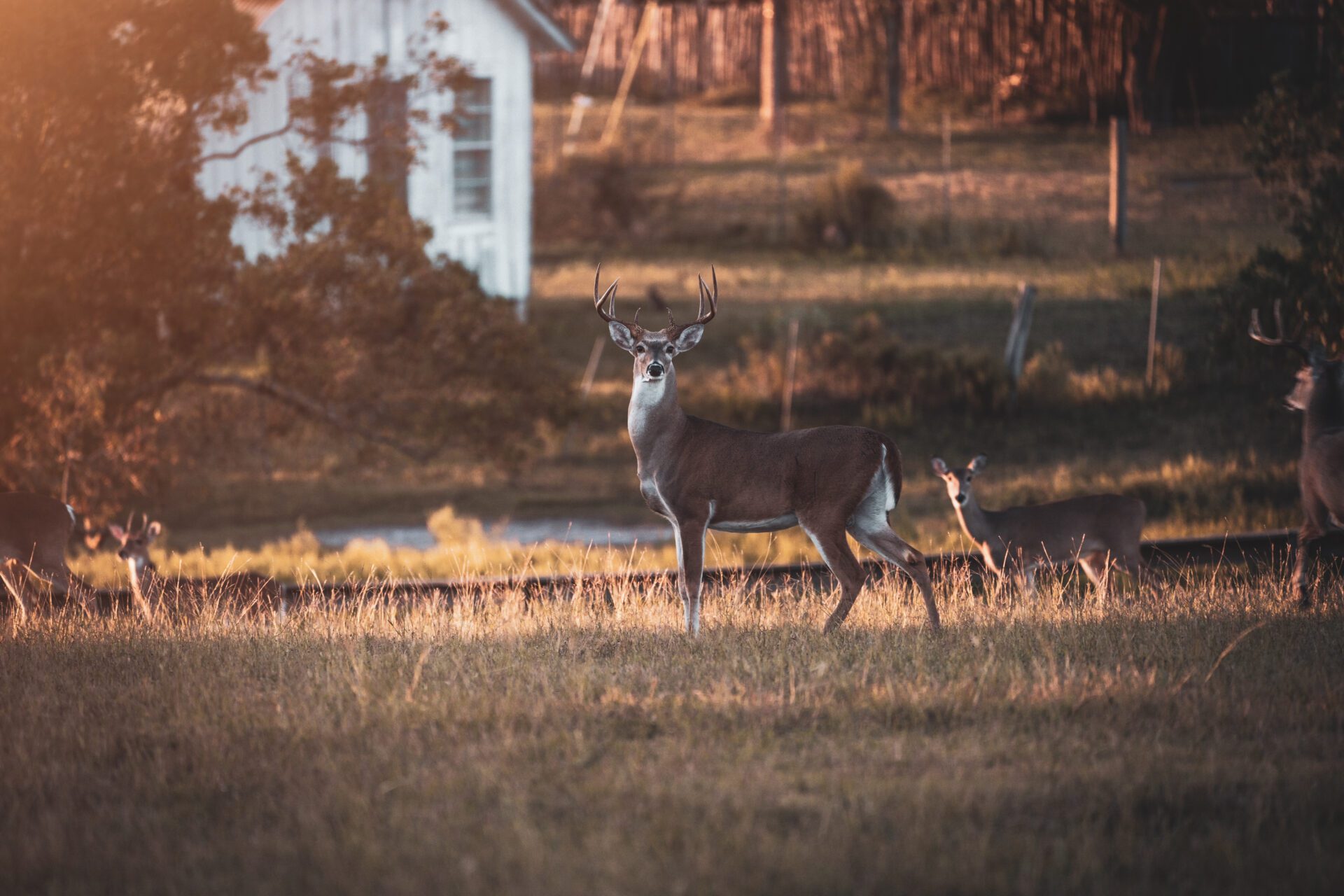 whitetail deer hunting trips texas