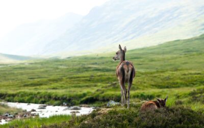Living for the Hunt: A Whitetail Story
