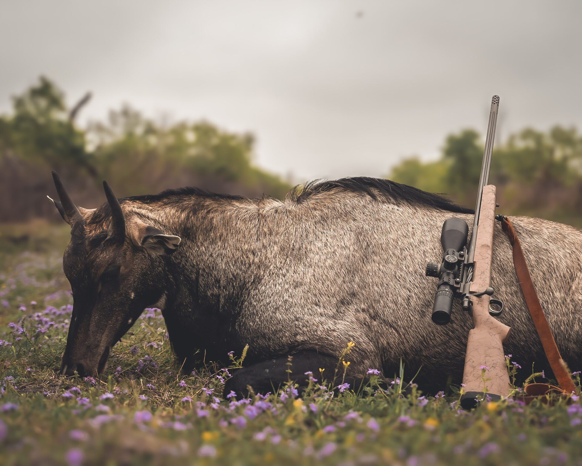DSD04278 whitetail deer hunting trips texas