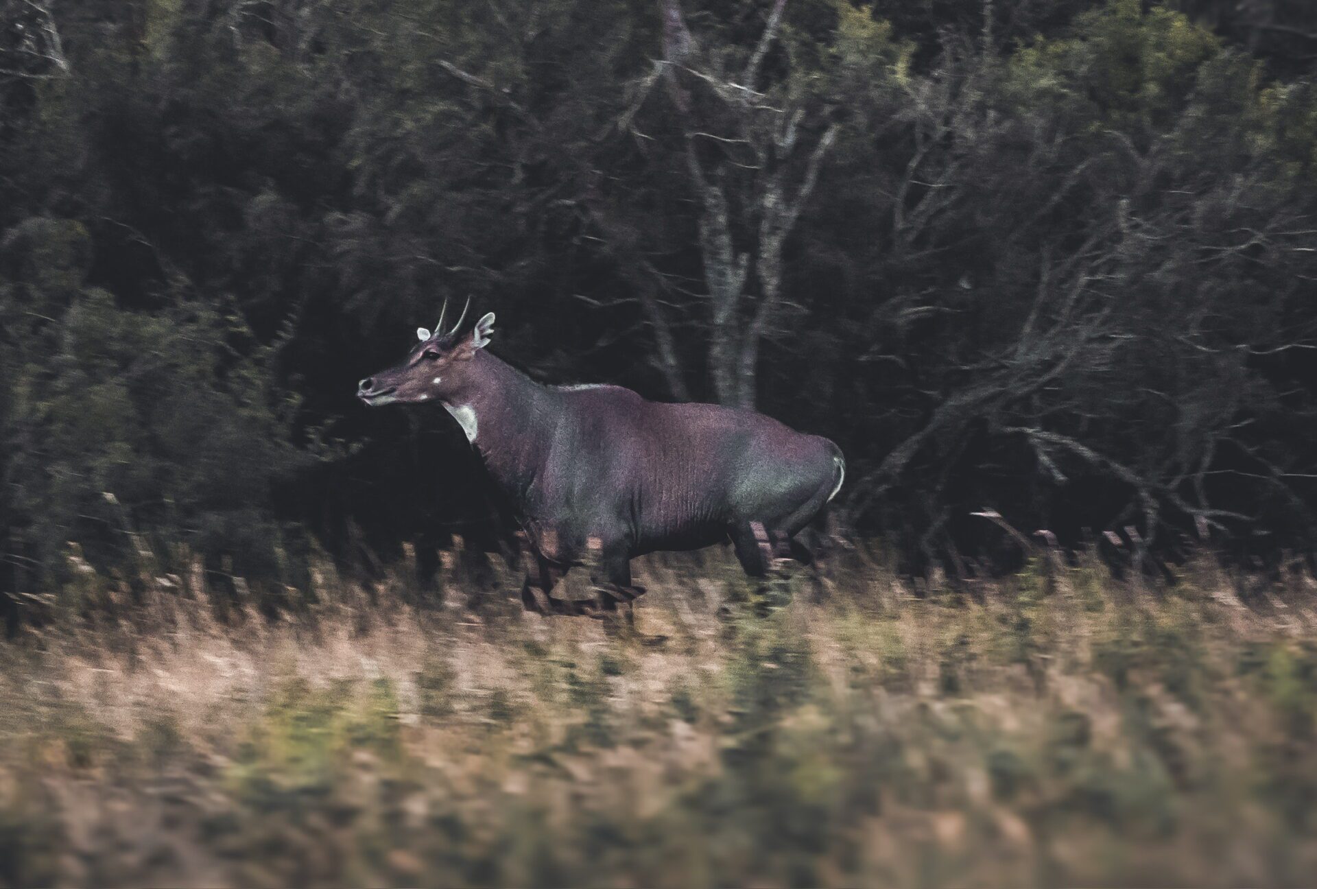 A man kneels beside a deer in a grassy field, showcasing a moment of connection with nature.