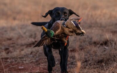 Guided Duck Hunting in Texas at Mellon Creek
